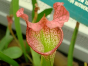 pitcher plant throat